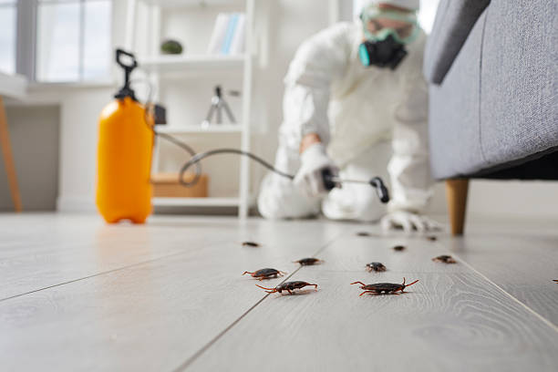 Commercial Rodent Management in Gold River